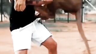 Lion with man || lion joking with man