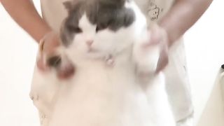 How can this be without our sweet sister cat