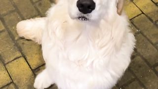 A ball of creamy little golden retriever! The daily life of a silly dog, golden retriever, stupid puppy