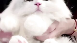 So sweet, soft, and Q bomb, such a cute kitten, cat gesture dance. Minute short-legged cat