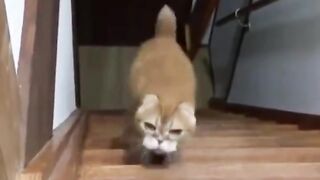 Funniest Cats And Dogs Videos ???? - Best Funny Animal Videos ????2023 4
