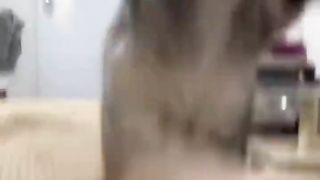 Funniest Cats And Dogs Videos ???? - Best Funny Animal Videos ????2023 2