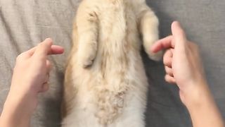 Kitten version of whaterver sweet girl dance, mankikang short feet