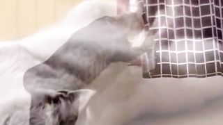 Funniest Cats And Dogs Videos ???? - Best Funny Animal Videos ????2023 3