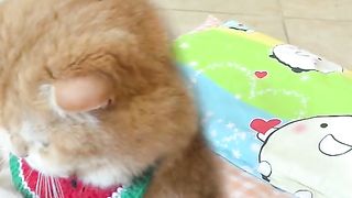 Funniest Cats And Dogs Videos ???? - Best Funny Animal Videos ????2023 5