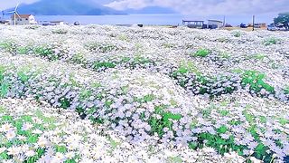 I am willing to spread the stars and daisies, giving you love and liking