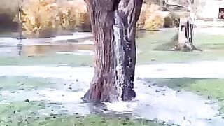 water tree