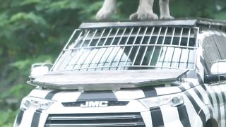 Tiger car ke uper se shkar tak pohanch gaya