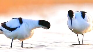Most Beautiful Birds 25 | Calming | Relaxation | Amazing Scenery