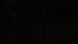 Beverly Hills Chihuahua 3: Viva la Fiesta! (2012) | Frances Fisher, Odette Annable and George Lopez