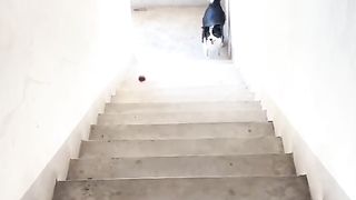 Very amazing dog