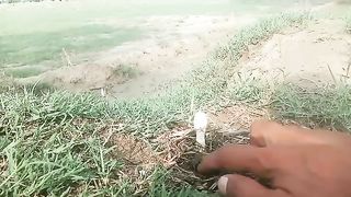 بارش دے بعد روہی وسوں تھی گئی اے