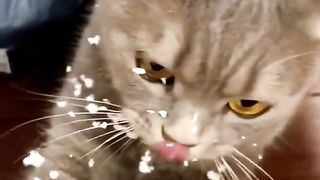 Funny cats 77
