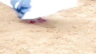 Pigeon back flip