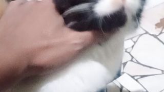 Wajahnya