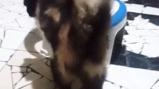 Dipanggil bulunya berdiri