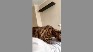 funny cats 18
