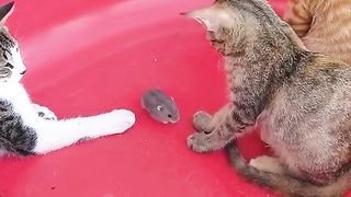 Cat & mouse funny