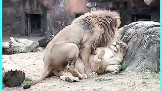 Funny animal