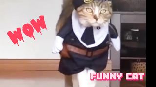 Funny cat 203