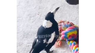 comedy video 13