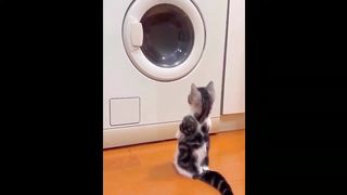 The funniest cats that will make you laugh 2023