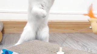 Funny Cat ll Funny Cat Movment #Short#videos
