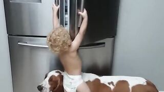 Funny Basset Hound and Baby Break Into Fridge!