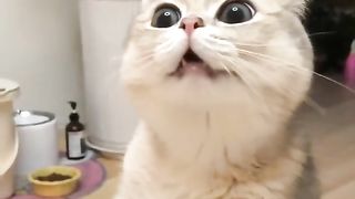 NAUGHTY FUNNY 2