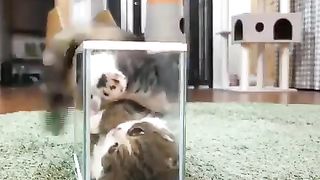 Cats that like to be in small places 2