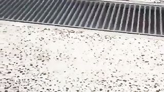 Jumping little dog
