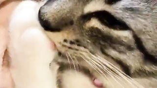 Cat sucking its own paw