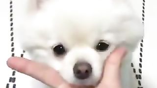 Cute dog. 2