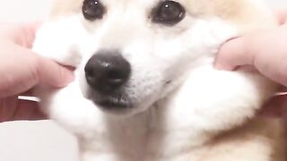Shiba Inu with glutinous cheeks
