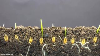 Lapses of speed growing