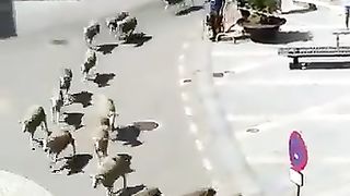 a real sheep breeder