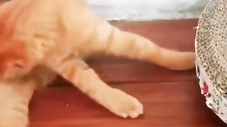 Funny cats part 2