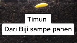 the process of plant growth to harvest