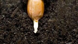 the process of growing peanuts to harvest