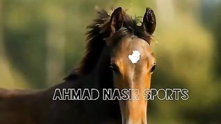 #best#top#horses#dance#2023#on#ARABIC 3
