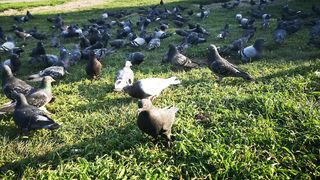 Beautiful birds pegaon