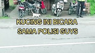 a cat asked the police to cross