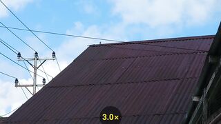 Bird zoom alone