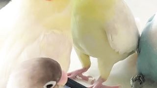 Cockatiel Serenades Mirror: Adorable Singing Session ???? | Cockatiels Craze