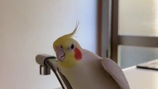 Hilarious Cockatiel: Funny Edit for Bird Lovers! | Cockatiels Craze