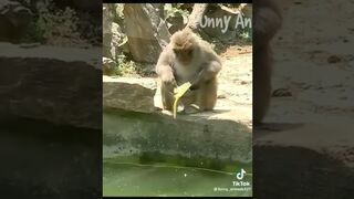 Cute and funny animals video compilation ????????????