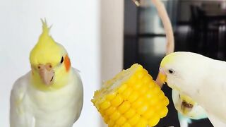 Adorable Cockatiels Delight in Corn Feast | Febspot Birdwatching