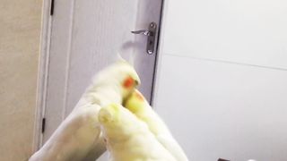 Hilarious Cockatiels Engage in Playful Feathers Fly | Febspot Fun
