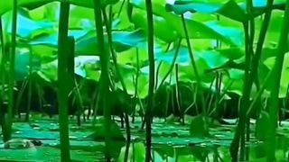 Water Lilly