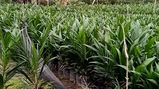 Pembibitan Sawit di Desa Karya Indah